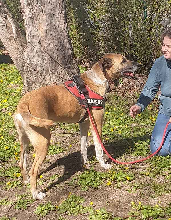 chopin berger à adopter au refuge sos animaux 78 au Chesnay pres de versailles